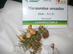 marasmius oreades